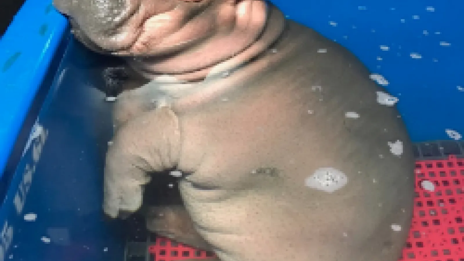 Fiona the Hippo from The Cincinnati Zoo 