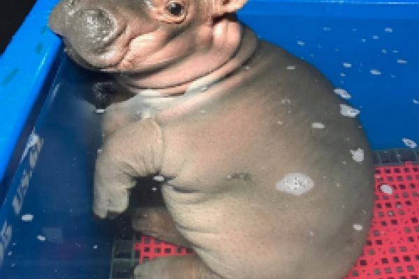 Fiona the Hippo from The Cincinnati Zoo 